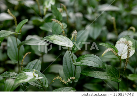 Kajishima, Morimachi, Shuchi District, Shizuoka Prefecture: Mountain village scenery 130834748