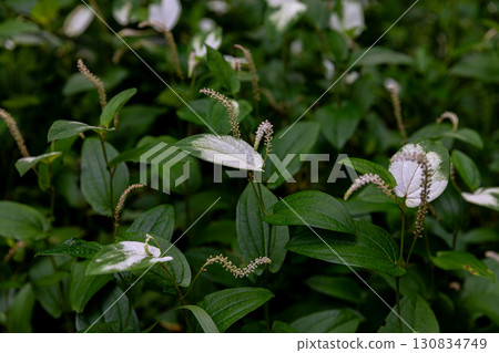 靜岡縣週知郡森町梶島：山村風景 130834749