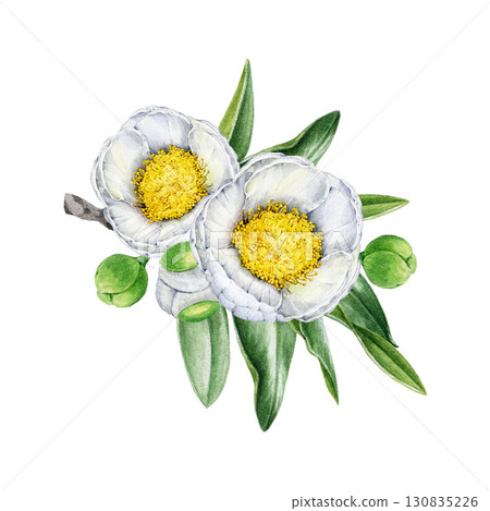 White camellia branch with flowers and leaves hand drawn watercolor illustration. Blooming camellia tree twig with tender white blossoms on white background 130835226