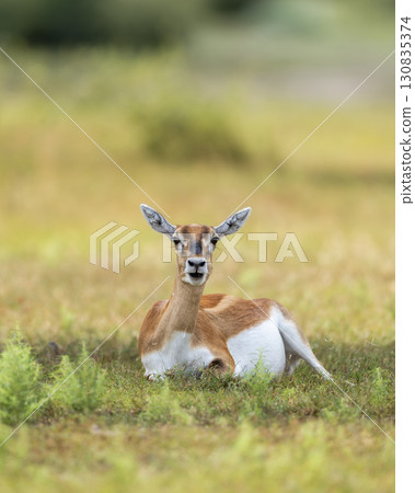 wild female blackbuck or antilope cervicapra or indian antelope at Blackbuck National Park Velavadar bhavnagar gujrat india asia blackbuck closeup or portrait sitting in natural green grassland wild female blackbuck or antilope cervicapra or indian antelope at Blackbuck National Park Velavadar bhavnagar gujrat india asia blackbuck closeup or portrait sitting in natural green grassland 130835374