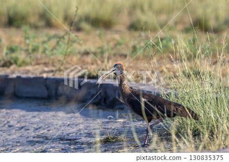 Red naped ibis or Indian black ibis or Pseudibis papillosa bird closeup or portrait at tal chhapar blackbuck sanctuary rajasthan india asia 130835375