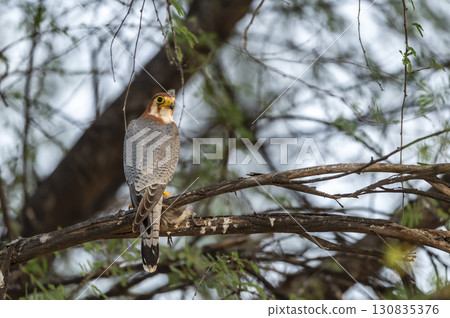 Red necked falcon or Falco chicquera bird of prey closeup in action perched on branch of a tree after hunt with crested lark bird kill in claws at tal chhapar blackbuck sanctuary rajasthan india asia 130835376