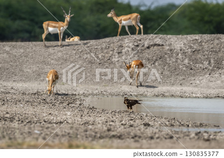 wild western marsh harrier or Circus aeruginosus bird ground perched near water body or pond and blackbuck herd or group in background in winter season safari at tal chhapar sanctuary rajasthan india wild western marsh harrier or Circus aeruginosus bird ground perched near water body or pond and blackbuck herd or group in background in winter season safari at tal chhapar sanctuary rajasthan india 130835377