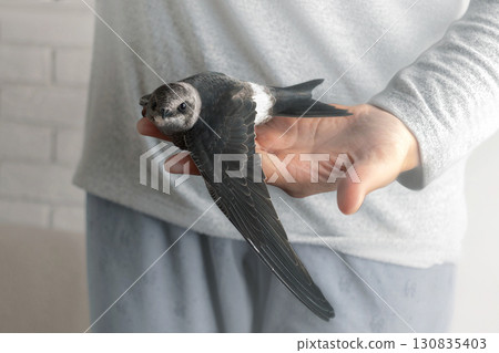 White-belted swift bird sits on a woman's hand close up photo White-belted swift bird sits on a woman's hand close up photo 130835403