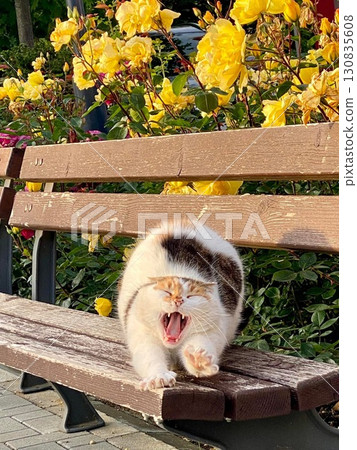 A calico cat stretching on a bench and a yellow rose A calico cat stretching on a bench and a yellow rose 130835608