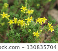 Small yellow flowers of climbing stonecrop 130835704