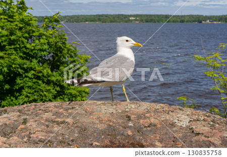 Close up of Seagull on Rock on shore, Monrepos. Vyborg 130835758