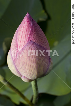 荷塘裡盛開著含苞待放的蓮花，學名是Nelumbo nucifera。 130835807