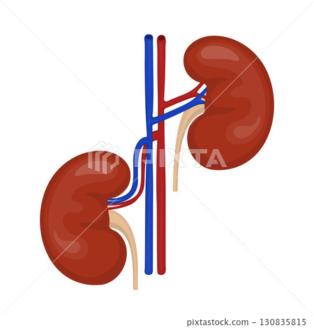 Human kidneys with arteries and veins showing nephroptosis or floating kidney Human kidneys with arteries and veins showing nephroptosis or floating kidney 130835815