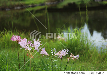Natsuisen Sen Natsuisen Sen 130835834