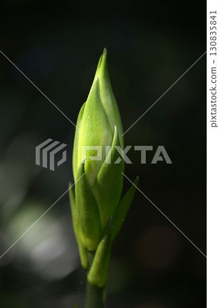 Uba lily Uba lily 130835841