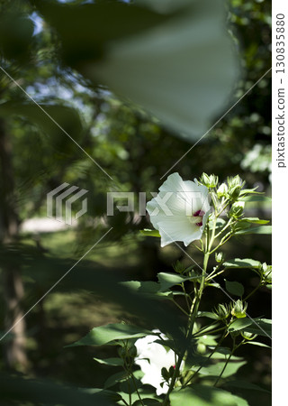 White flowers of Mukuge are in bloom in the botanical garden. The scientific name is Hibiscus syriacus. 130835880
