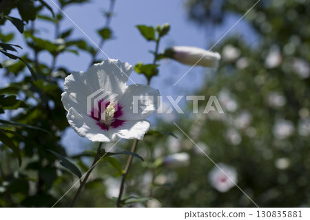 White flowers of Mukuge are in bloom in the botanical garden. The scientific name is Hibiscus syriacus. 130835881