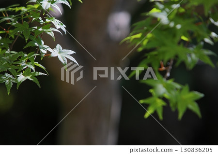 陽光透過樹葉照射在綠色的楓葉上 陽光透過樹葉照射在綠色的楓葉上 130836205