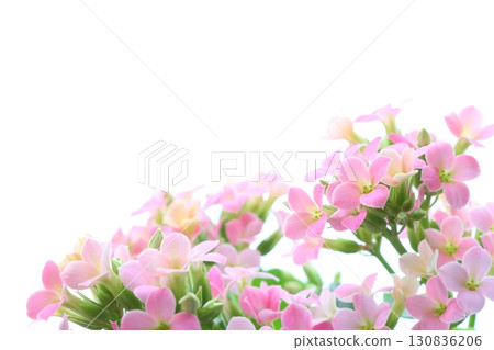 粉紅長壽花 [白色背景] 130836206