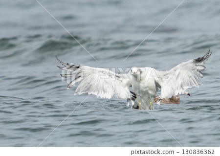 Female cat 130836362