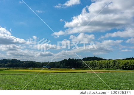 The vast soybean fields and the late summer sky The vast soybean fields and the late summer sky 130836374