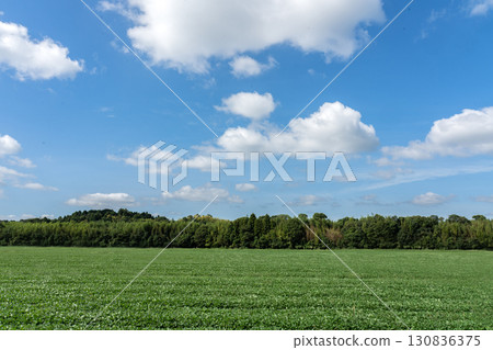 廣闊的大豆田和夏末的天空 廣闊的大豆田和夏末的天空 130836375