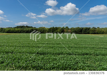 The vast soybean fields and the late summer sky The vast soybean fields and the late summer sky 130836376