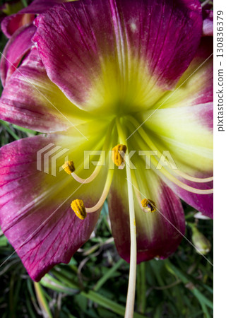 A red hemerocallis (day lily) is blooming. The name of this day lily is Dragon Lore. A red hemerocallis (day lily) is blooming. The name of this day lily is Dragon Lore. 130836379
