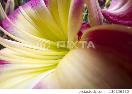 A red hemerocallis (day lily) is blooming. The name of this day lily is Dragon Lore. 130836380