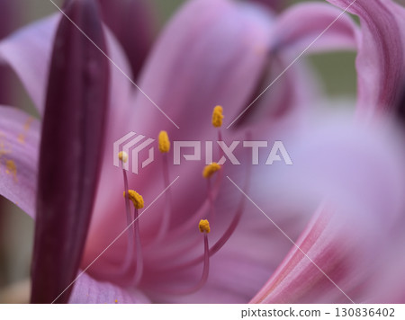 The delicate pale purple flowers of licorice (Licorice springeri) blooming in the sultry September 130836402