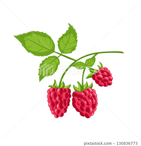 Ripe raspberries on a branch. 130836773