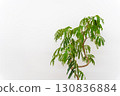 Houseplant Fabaceae Everfresh 130836884