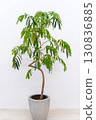 Houseplant Fabaceae Everfresh 130836885