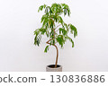 Houseplant Fabaceae Everfresh 130836886