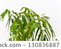 Houseplant Fabaceae Everfresh 130836887