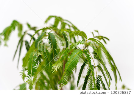 室內植物豆科植物 室內植物豆科植物 130836887