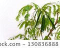 Houseplant Fabaceae Everfresh 130836888