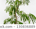 Houseplant Fabaceae Everfresh 130836889