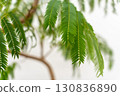 Houseplant Fabaceae Everfresh 130836890