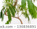 Houseplant Fabaceae Everfresh 130836891