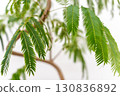 Houseplant Fabaceae Everfresh 130836892