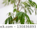 Houseplant Fabaceae Everfresh 130836893