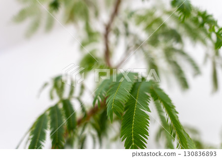 室內植物豆科植物 130836893