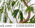 Houseplant Fabaceae Everfresh 130836894