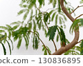 Houseplant Fabaceae Everfresh 130836895