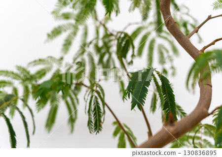 室內植物豆科植物 室內植物豆科植物 130836895