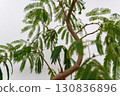 Houseplant Fabaceae Everfresh 130836896