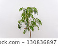 Houseplant Fabaceae Everfresh 130836897