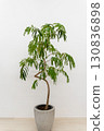 Houseplant Fabaceae Everfresh 130836898