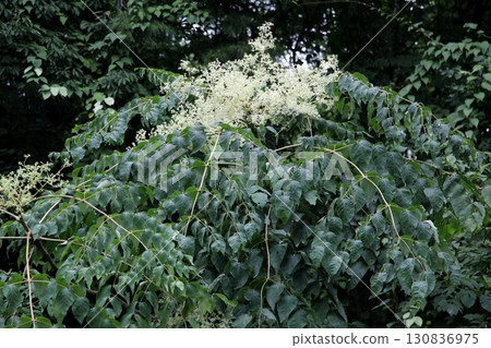 Taranoki的花朵 130836975