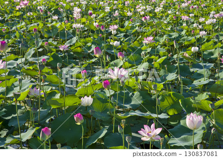 奈良縣京原藤原的荷花池裡盛開著蓮花。學名是Nelumbo nucifera。 奈良縣京原藤原的荷花池裡盛開著蓮花。學名是Nelumbo nucifera。 130837081