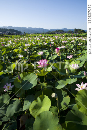 奈良縣京原藤原的荷花池裡盛開著蓮花。學名是Nelumbo nucifera。 130837082