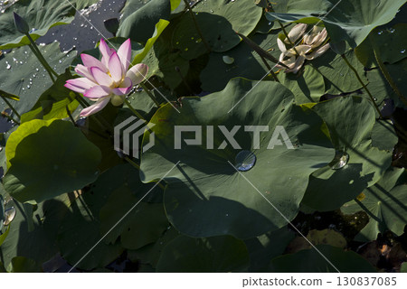 Lotus flowers are in bloom in the lotus pond at the site of Fujiwarakyo in Nara Prefecture. The scientific name is Nelumbo nucifera. Lotus flowers are in bloom in the lotus pond at the site of Fujiwarakyo in Nara Prefecture. The scientific name is Nelumbo nucifera. 130837085