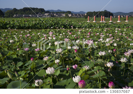 奈良縣京原藤原的荷花池裡盛開著蓮花。學名是Nelumbo nucifera。 奈良縣京原藤原的荷花池裡盛開著蓮花。學名是Nelumbo nucifera。 130837087